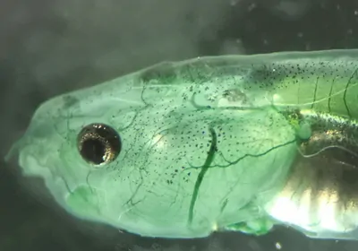 The head of a tadpole is pictured. Its eye is black, but the rest of its head is various shades of green